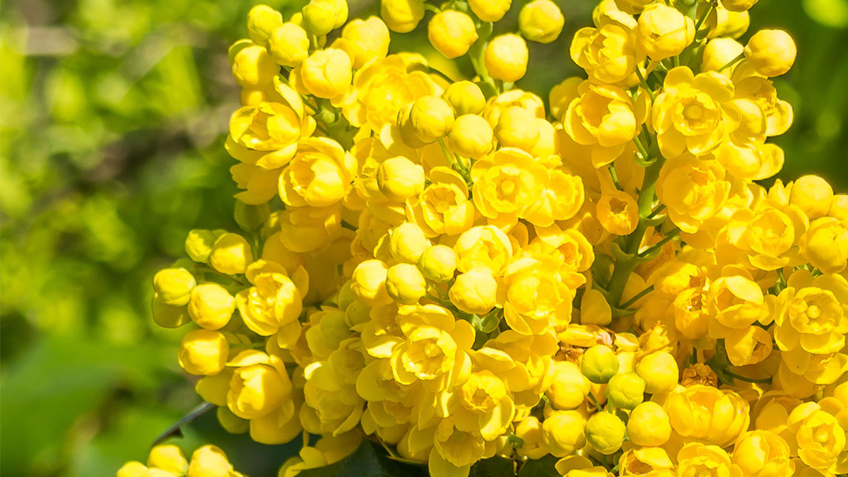 Berberine-source botanical with yellow flowers