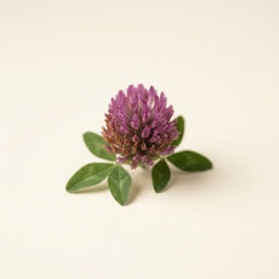 Red clover flower