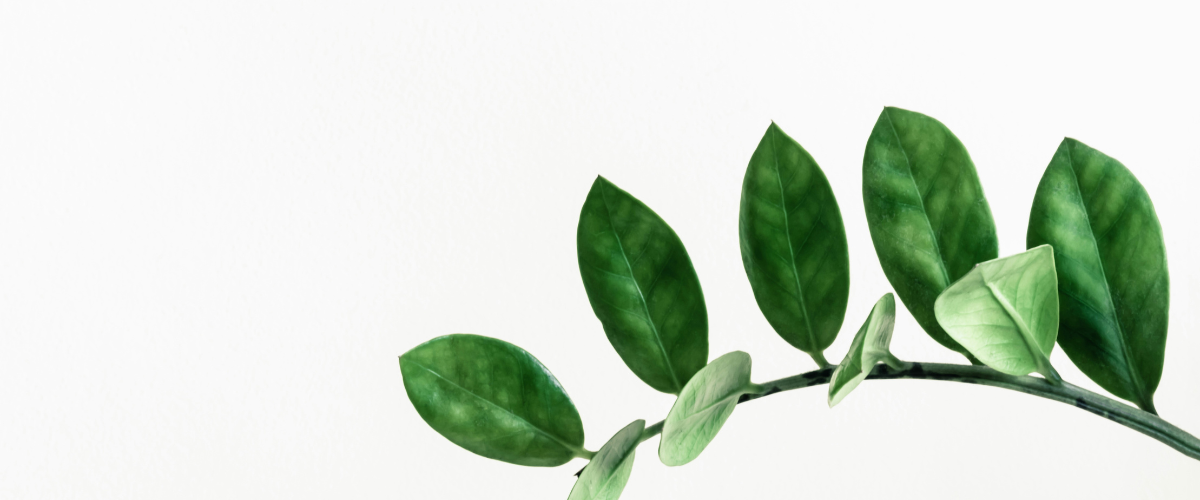 A branch of bright green leaves