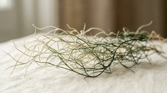 Delicate branching dried tendrils on cream, evoking neural pathways