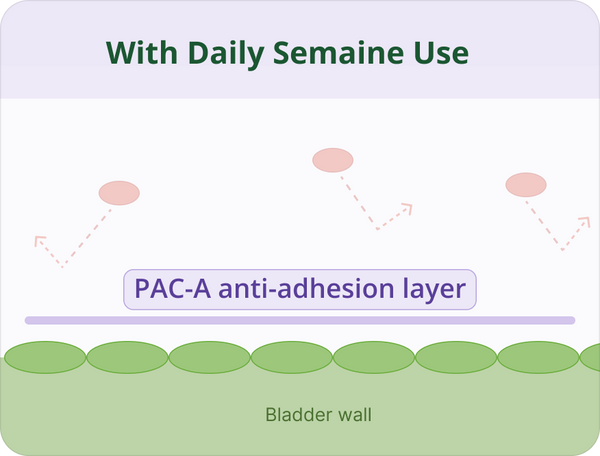 With daily Semaine use: PAC-A anti-adhesion layer on bladder wall