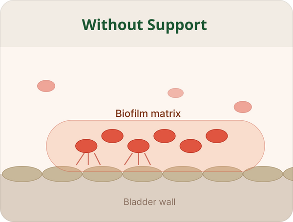 Without support: biofilm matrix on bladder wall