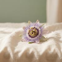 Passionflower in bloom