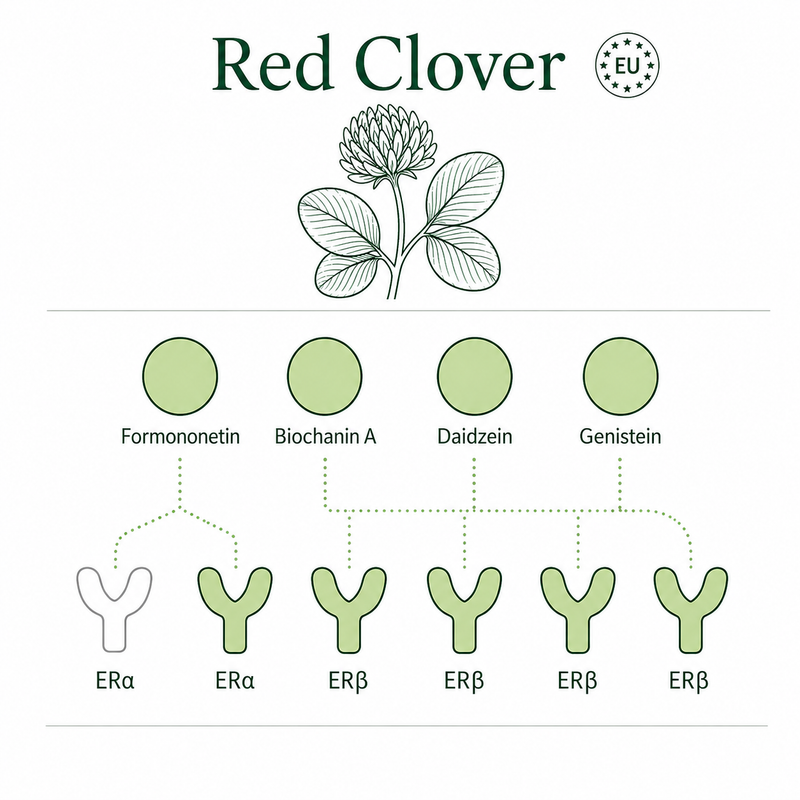 Red clover isoflavones — four types, broader receptor coverage
