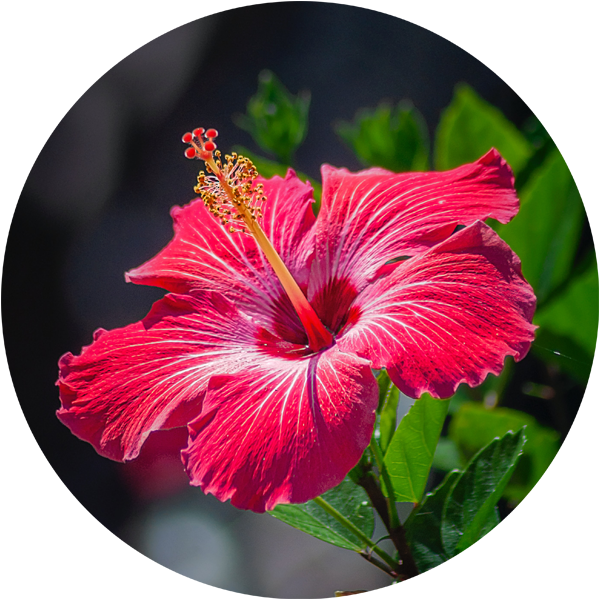 Hibiscus flower