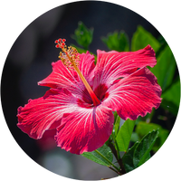 Hibiscus extract