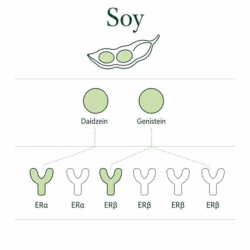 Soy isoflavones, two types, partial receptor coverage