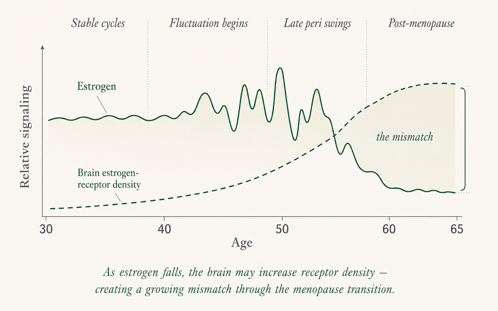 As estrogen falls, brain estrogen-receptor density rises, creating a growing mismatch through the menopause transition.