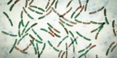 Lactobacillus bacteria, conceptual 3D illustration